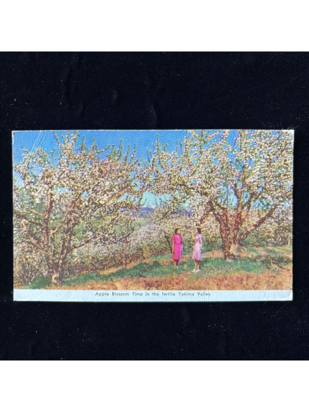 Vintage Postcard 1946 Soldier Mail Yakima Valley Apple Blossoms Fort Belvoir VA